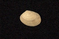 藏品(小眼花簾蛤)的圖片